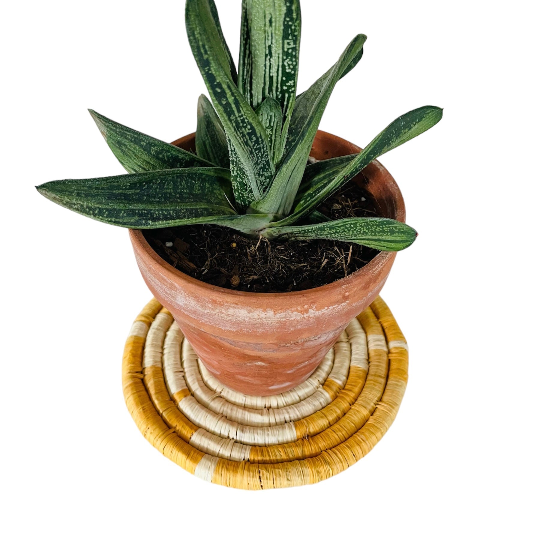 Kenya | Trivet