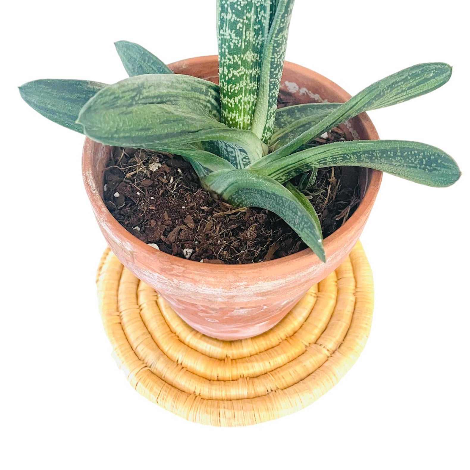 Kenya | Trivet